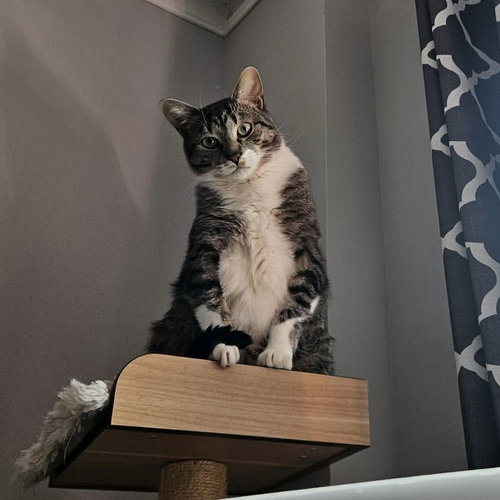 RAINBOW DASH - Domestic Short Hair available for adoption