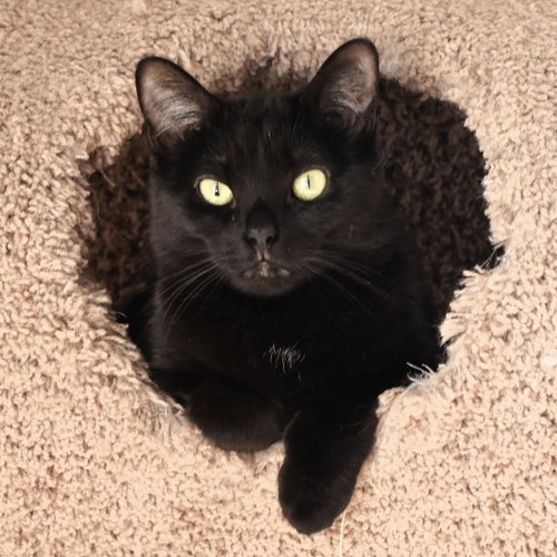 picture of the cat needing adoption