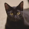 Lasagna (Aka Picky) - Photo 1