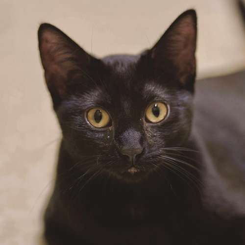 LASAGNA (AKA PICKY) - Domestic Short Hair available for adoption
