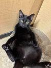 Lasagna (Aka Picky) - Photo 2