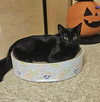 Lasagna (Aka Picky) - Photo 4