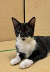 Macaroni (Aka Ricky) - Photo 2