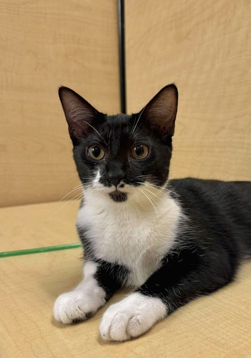 MACARONI (AKA RICKY) - Domestic Short Hair available for adoption