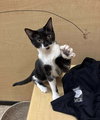 Macaroni (Aka Ricky) - Photo 3