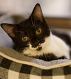 Macaroni (Aka Ricky) - Photo 4