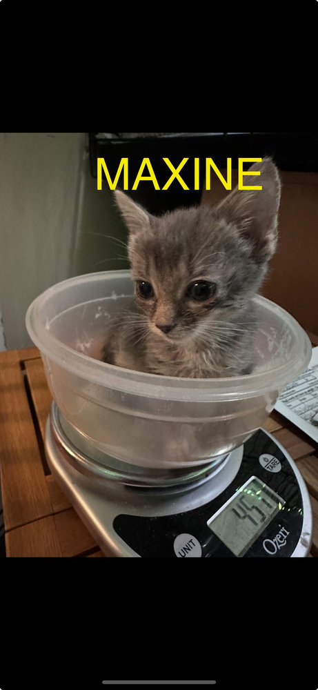 Maxine