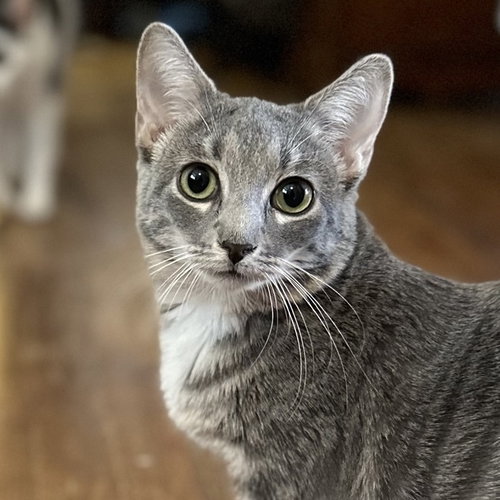 MAXINE - Domestic Short Hair available for adoption