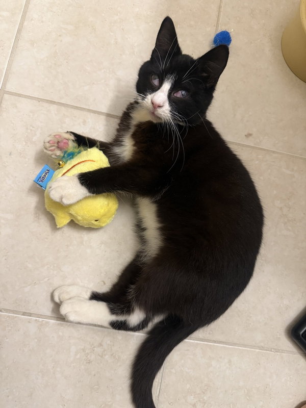 King Tuxy