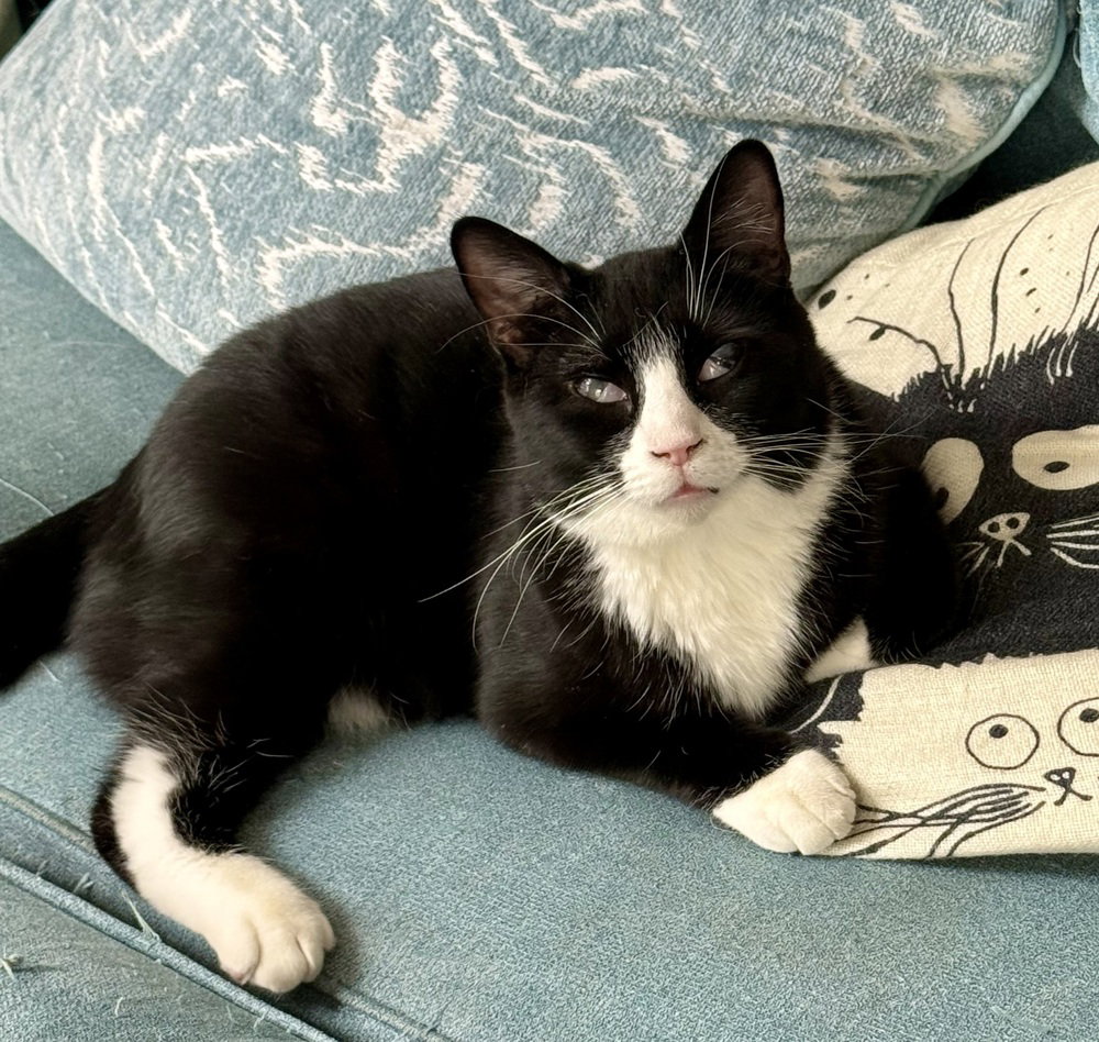 King Tuxy Image