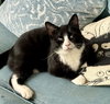King Tuxy - Photo 1