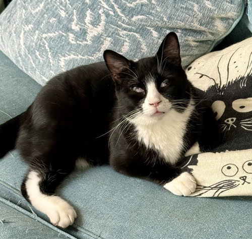KING TUXY - Domestic Short Hair available for adoption