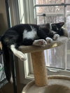 King Tuxy - Photo 2