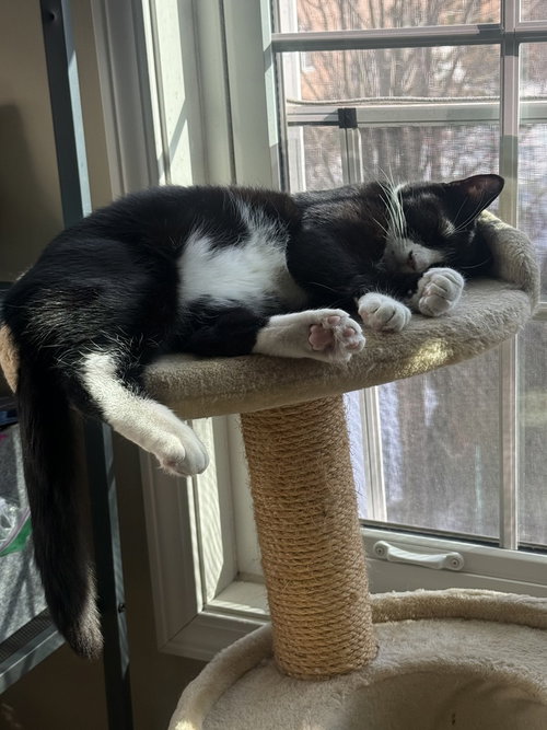 KING TUXY - Domestic Short Hair available for adoption