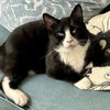 King Tuxy - Photo 1