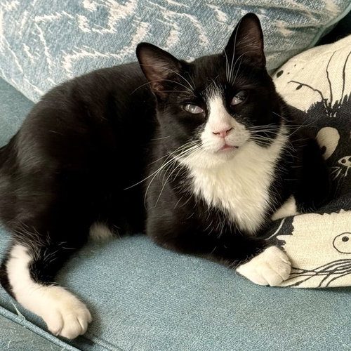 King Tuxy, Baby Domestic Short Hair (short coat), cat for adoption in Orland Park, Illinois