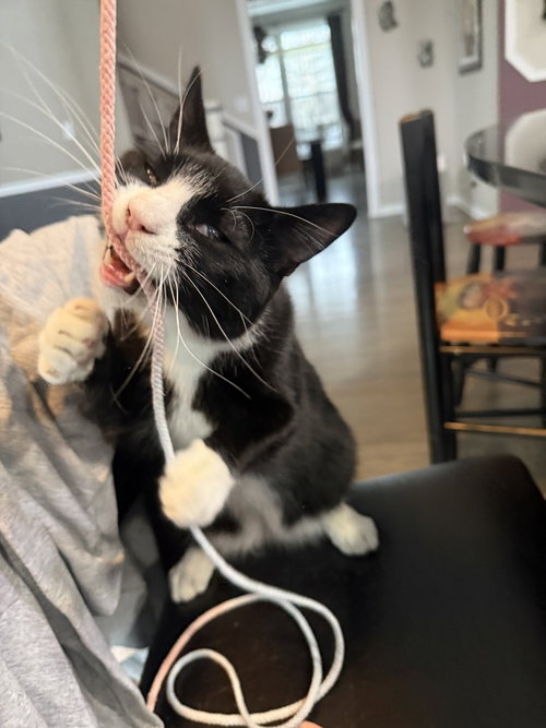KING TUXY - Domestic Short Hair available for adoption