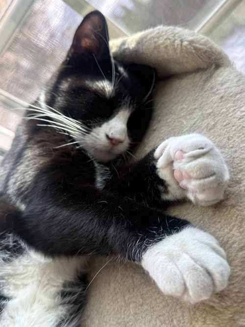 Photo 3 of King Tuxy
