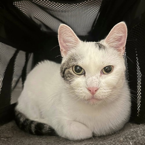 DAFFODIL - Domestic Short Hair available for adoption