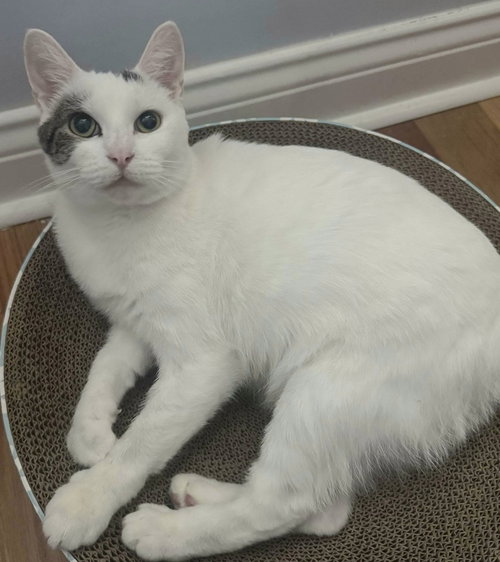 DAFFODIL - Domestic Short Hair available for adoption