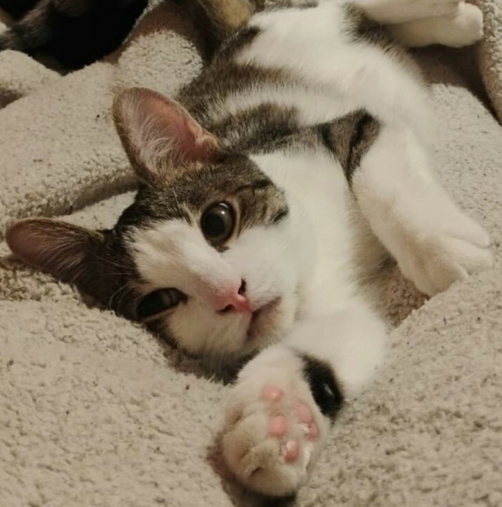 Ferdinand (aka Fern)