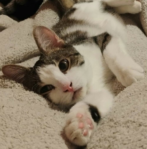 FERDINAND (AKA FERN) - Domestic Short Hair available for adoption