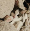 Ferdinand (aka Fern) - Photo 2
