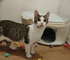 Ferdinand (aka Fern) - Photo 3