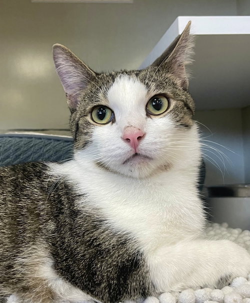 FERDINAND (AKA FERN) - Domestic Short Hair available for adoption