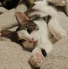 Ferdinand (aka Fern) - Photo 4