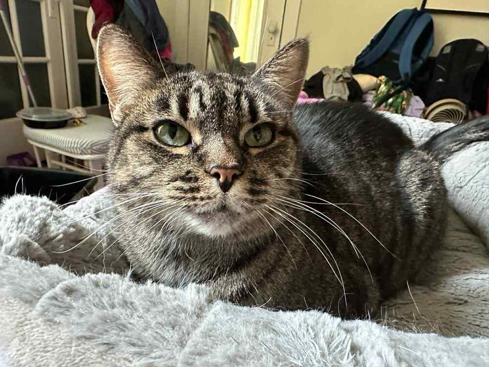 Gardi - Domestic Medium Hair