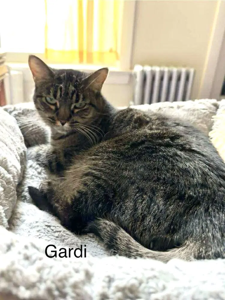 Gardi image 2