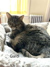 Gardi - Photo 2