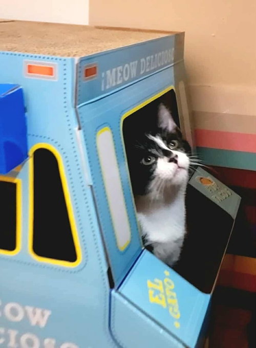 DONATELLA - Domestic Short Hair available for adoption