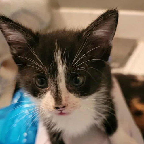 DONATELLA - Domestic Short Hair available for adoption
