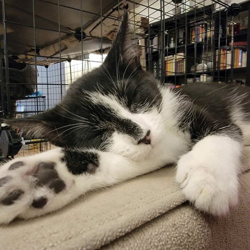 DONATELLA - Domestic Short Hair available for adoption