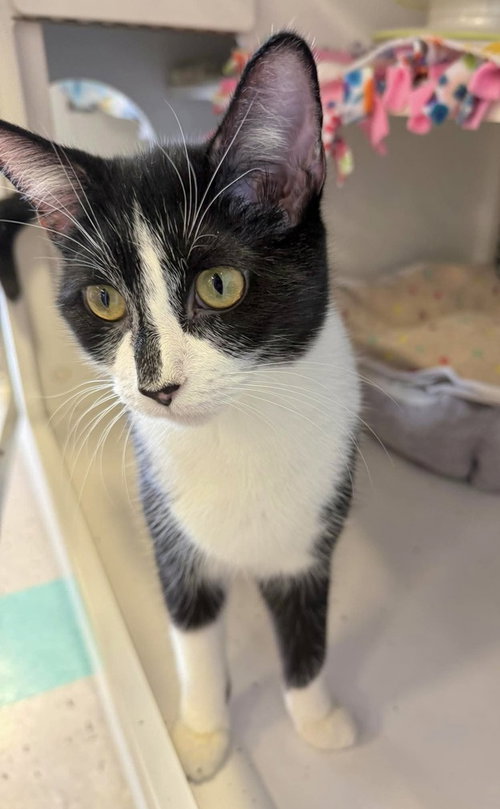 DONATELLA - Domestic Short Hair available for adoption