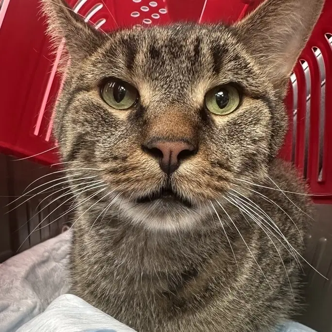 Teddy Bear - Domestic Short Hair