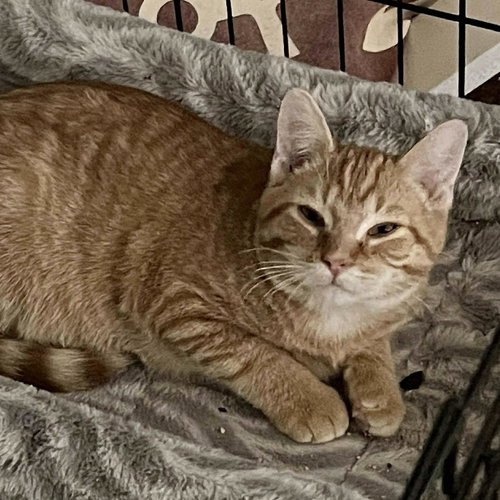 MAVERICK - Domestic Medium Hair available for adoption