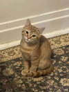 Maverick - Photo 2