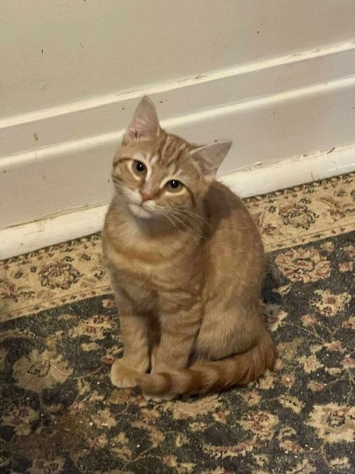 MAVERICK - Domestic Medium Hair available for adoption