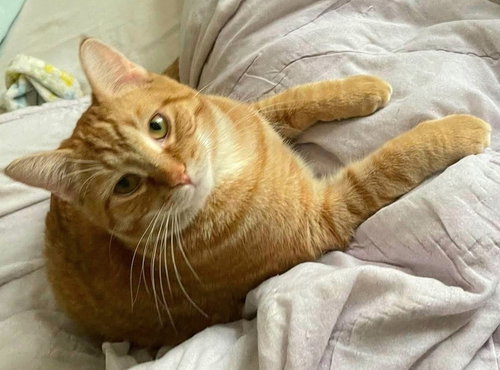 Maverick, Baby Domestic Medium Hair, cat for adoption in Orland Park, Illinois
