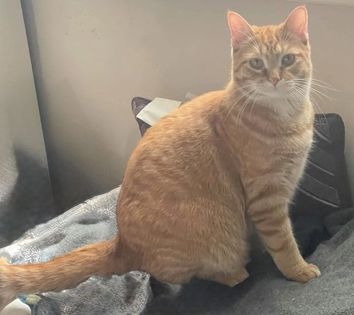 MAVERICK - Domestic Medium Hair available for adoption
