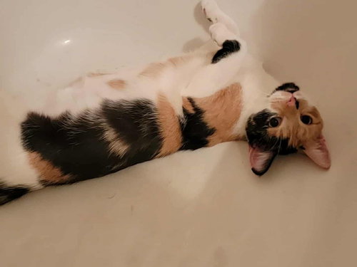 MARCELINE - Domestic Medium Hair available for adoption