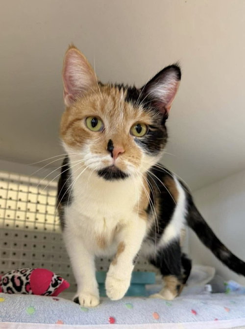 April, an adoptable Domestic Medium Hair in Palatine, IL