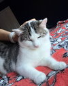 Mouse - Photo 2