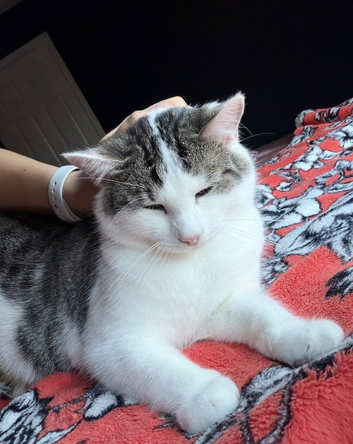 MOUSE - Domestic Short Hair available for adoption