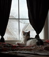 Mouse - Photo 3
