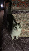 Mouse - Photo 4