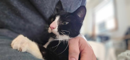 MARVIN - Domestic Short Hair available for adoption